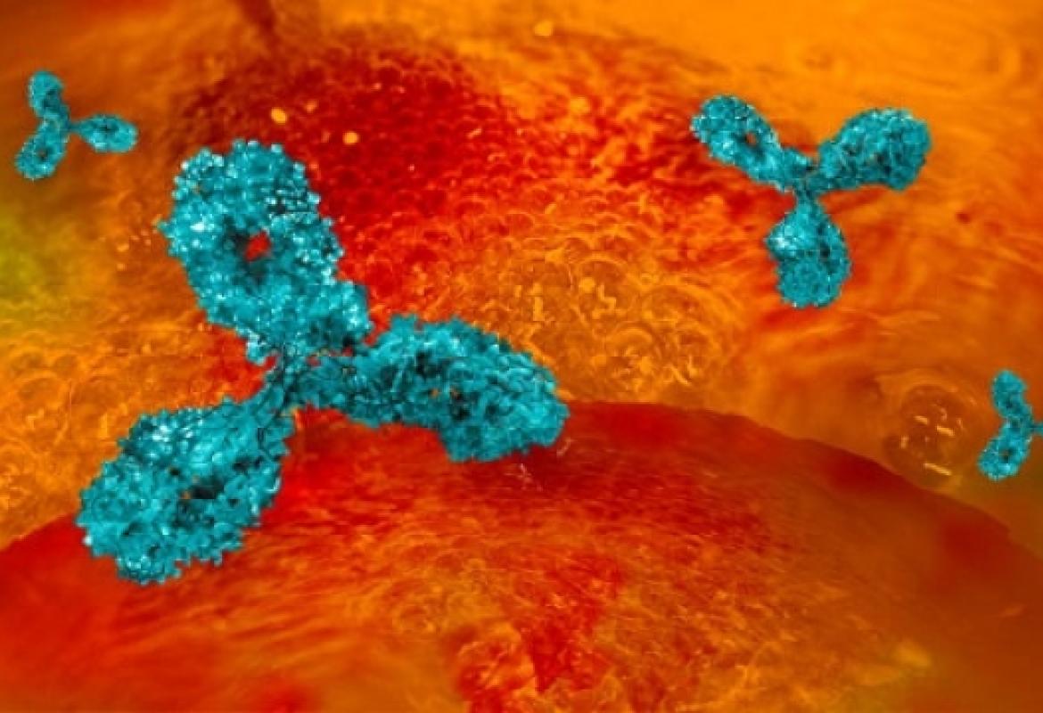 Un anticorpo monoclonale potrebbe combattere l'Alzheimer