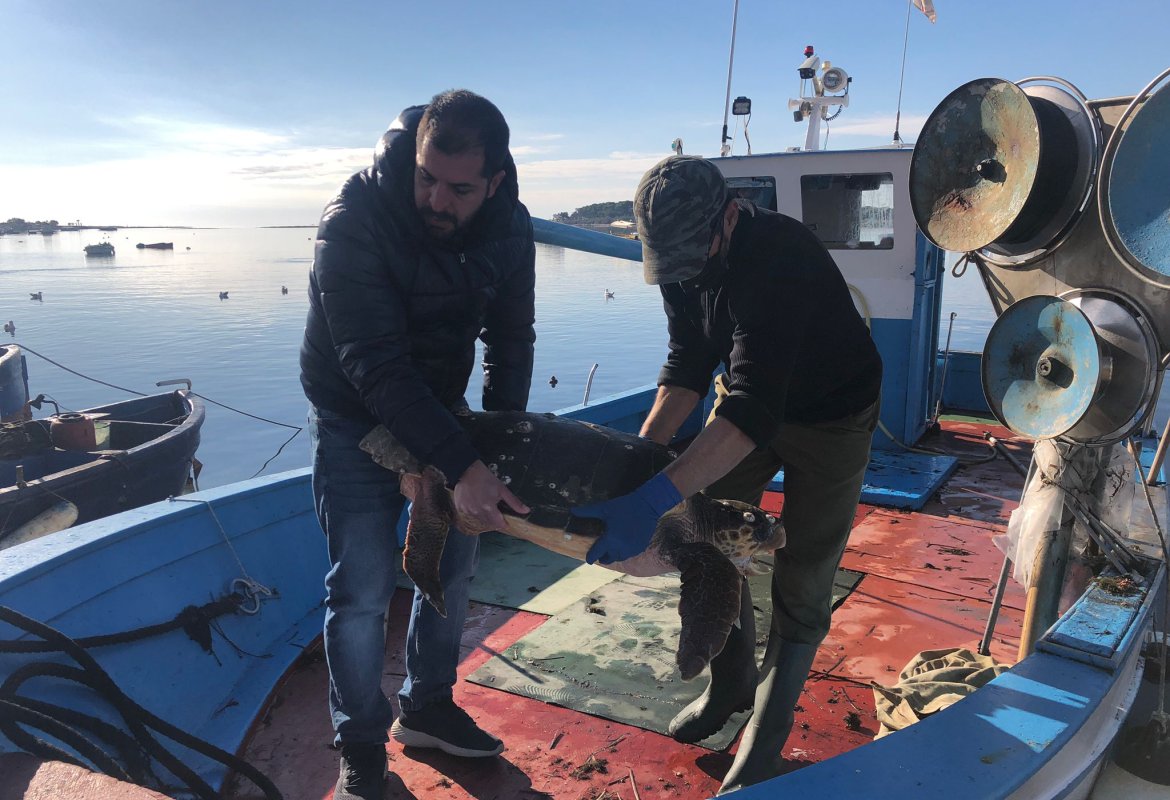 Natalie e Stefy, le due tartarughe marine di Porto Cesareo
