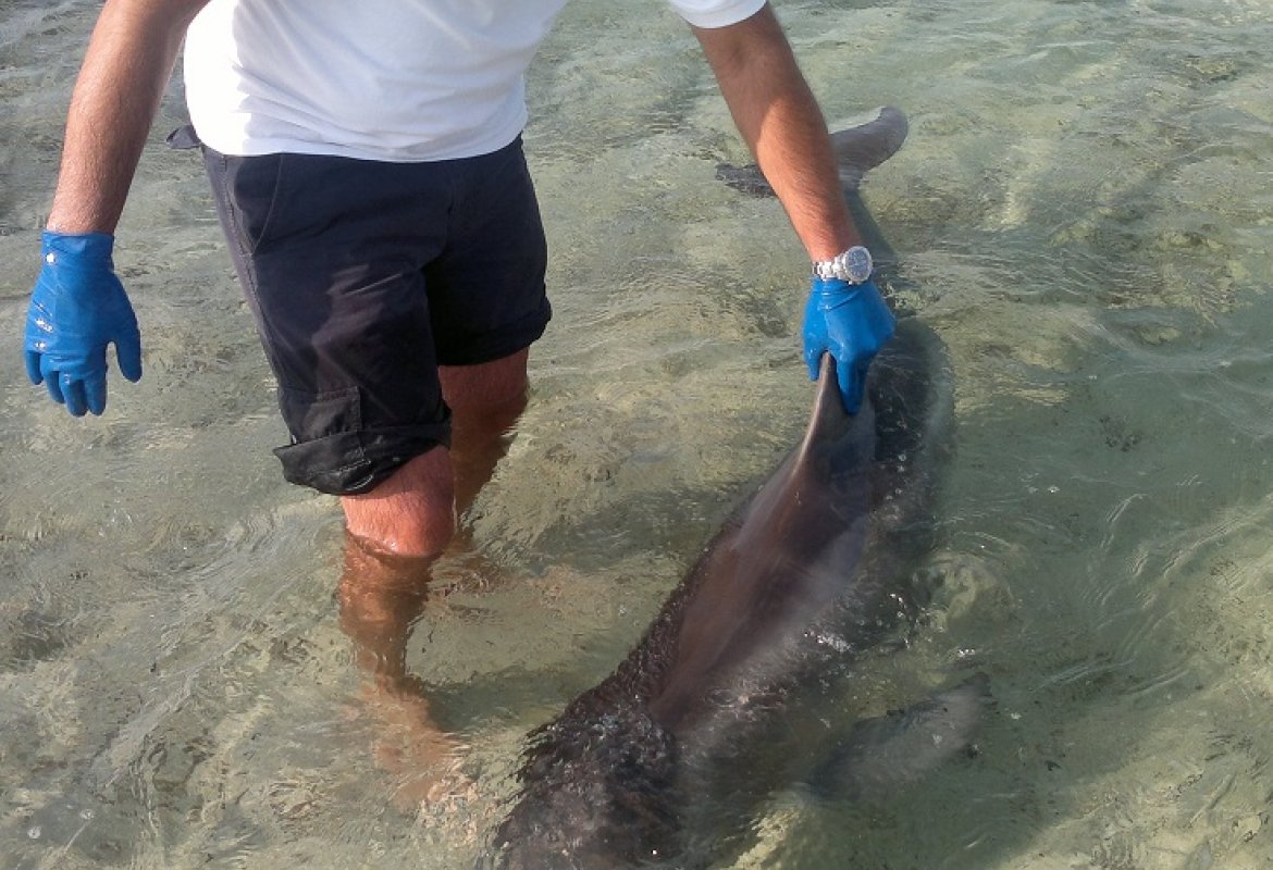 Salvato a Porto Cesareo un piccolo delfino