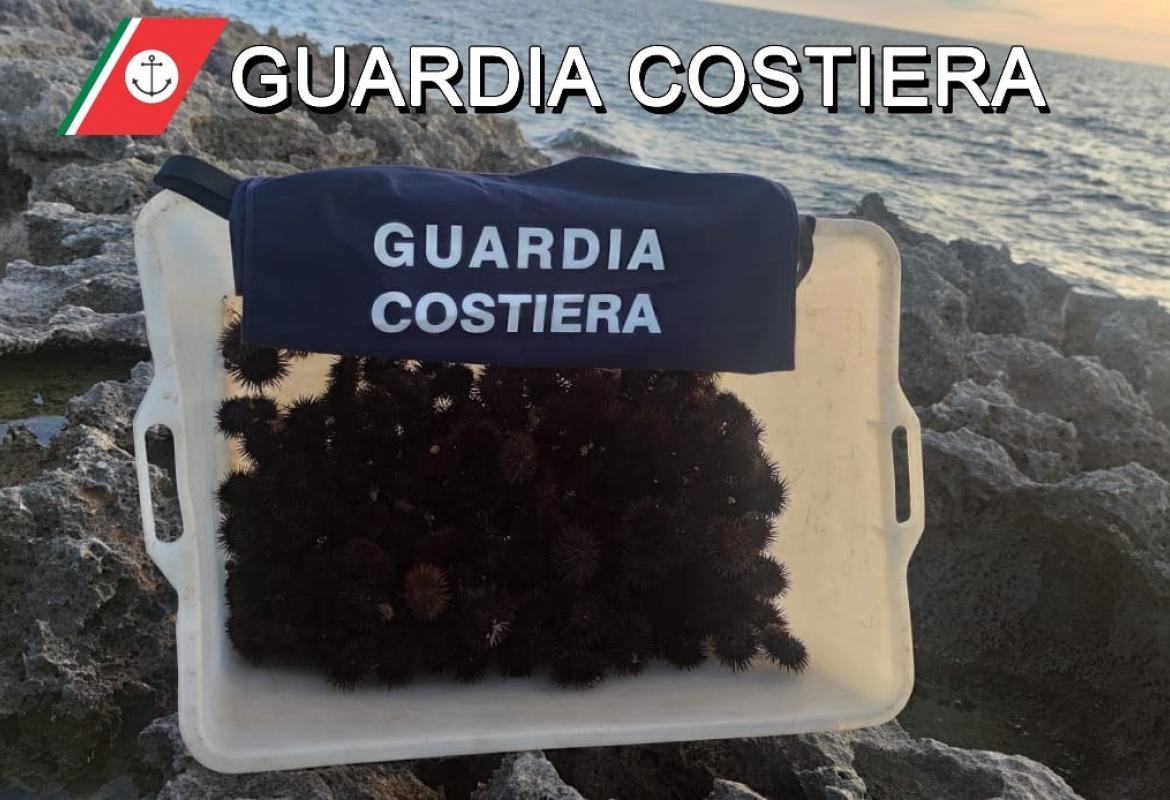 Multa di 2000 euro a pescatore di frodo, aveva raccolto 300 ricci a Torre Inserraglio