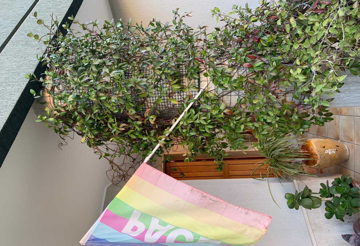 “C’è da salvare la Pace!”