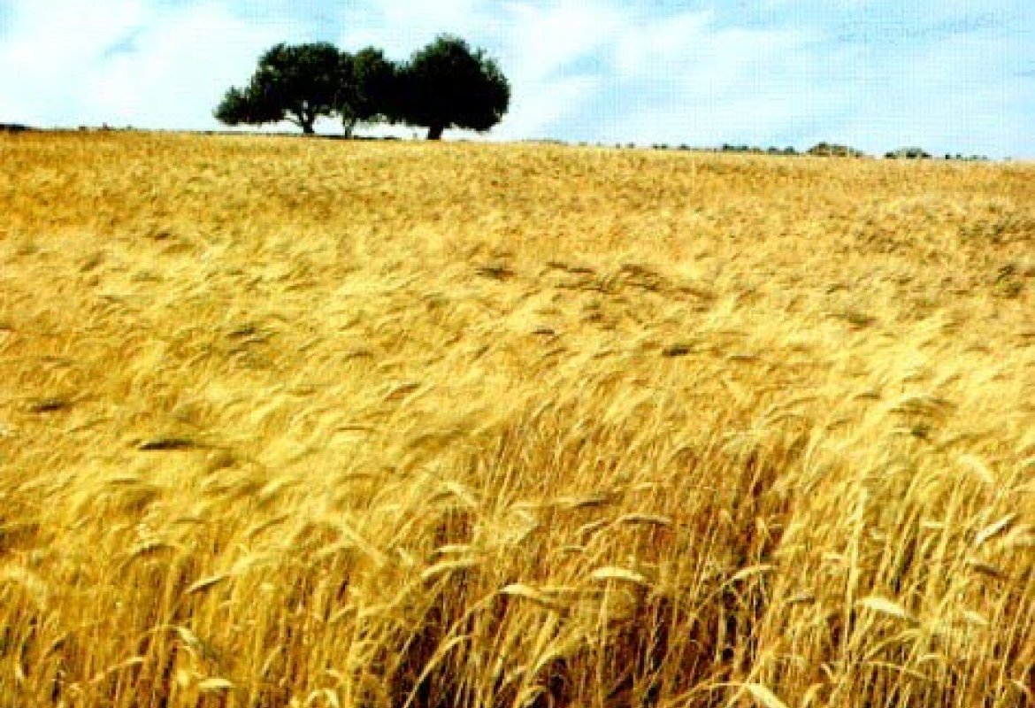 La campagna di un uomo ricco aveva dato un buon raccolto