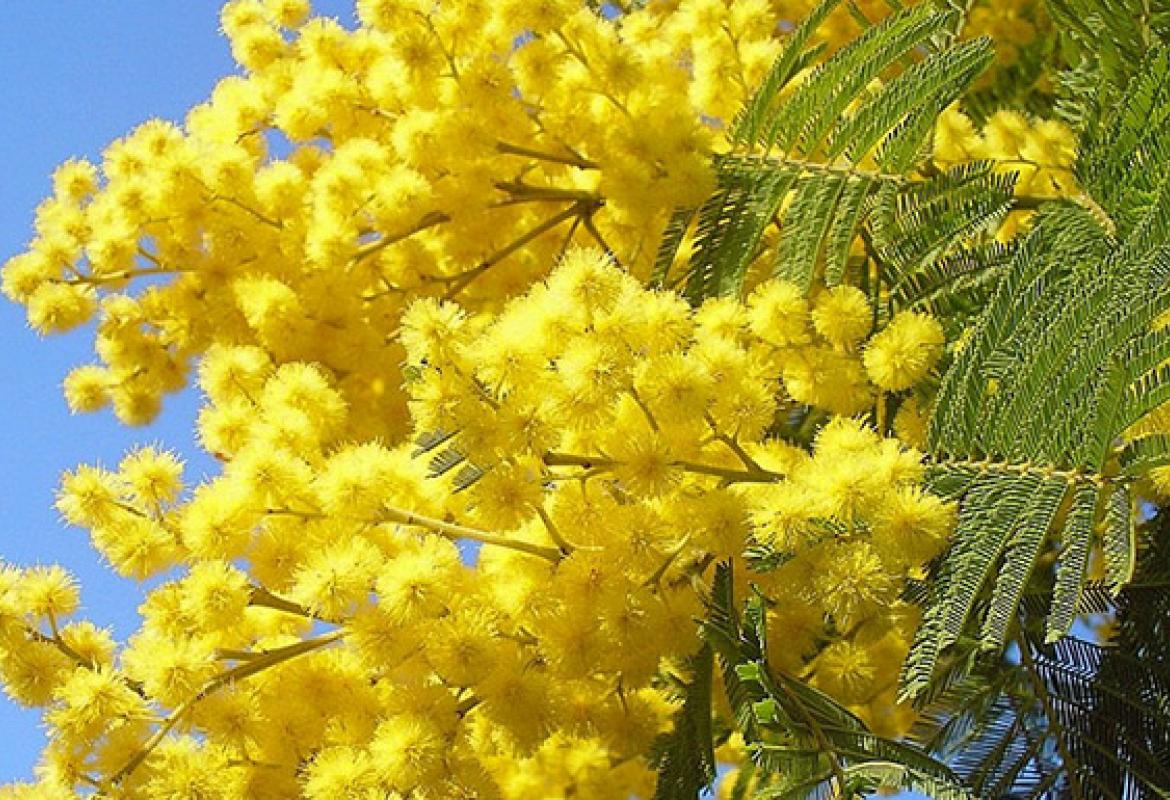 I cannoni e le mimose. Un orribile 8 Marzo 2022