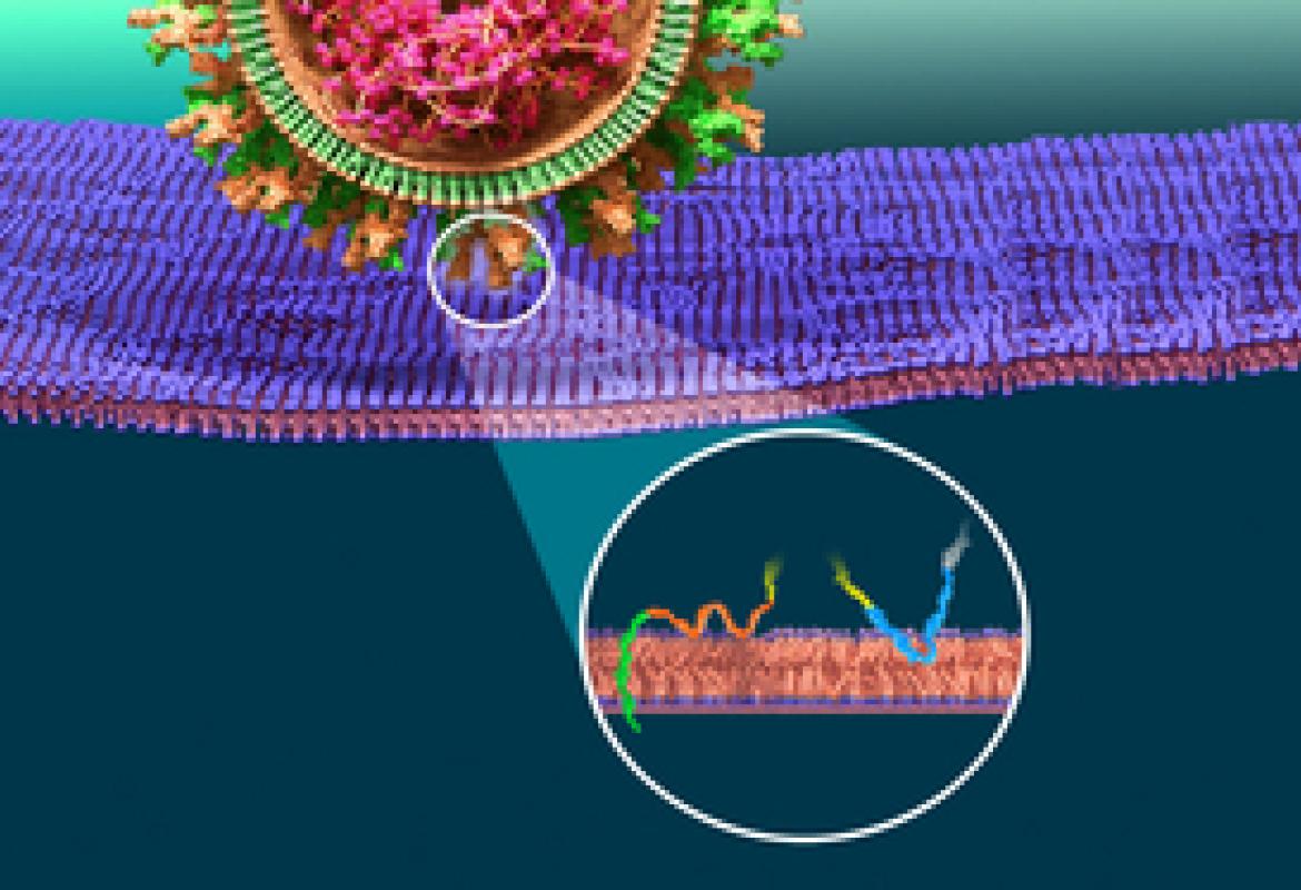 Come il SARS-CoV-2 infetta le cellule umane