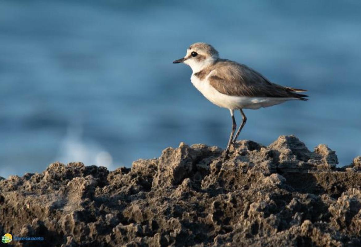 Il fratino a Torre Guaceto