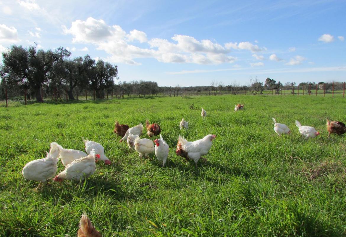 A Cutrofiano 5000 galline felici
