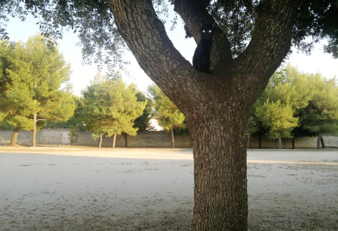 Sei leccese? Puoi segnalare le colonie di gatti all'apposito ufficio. Sei galatinese? Chiama i Vigili