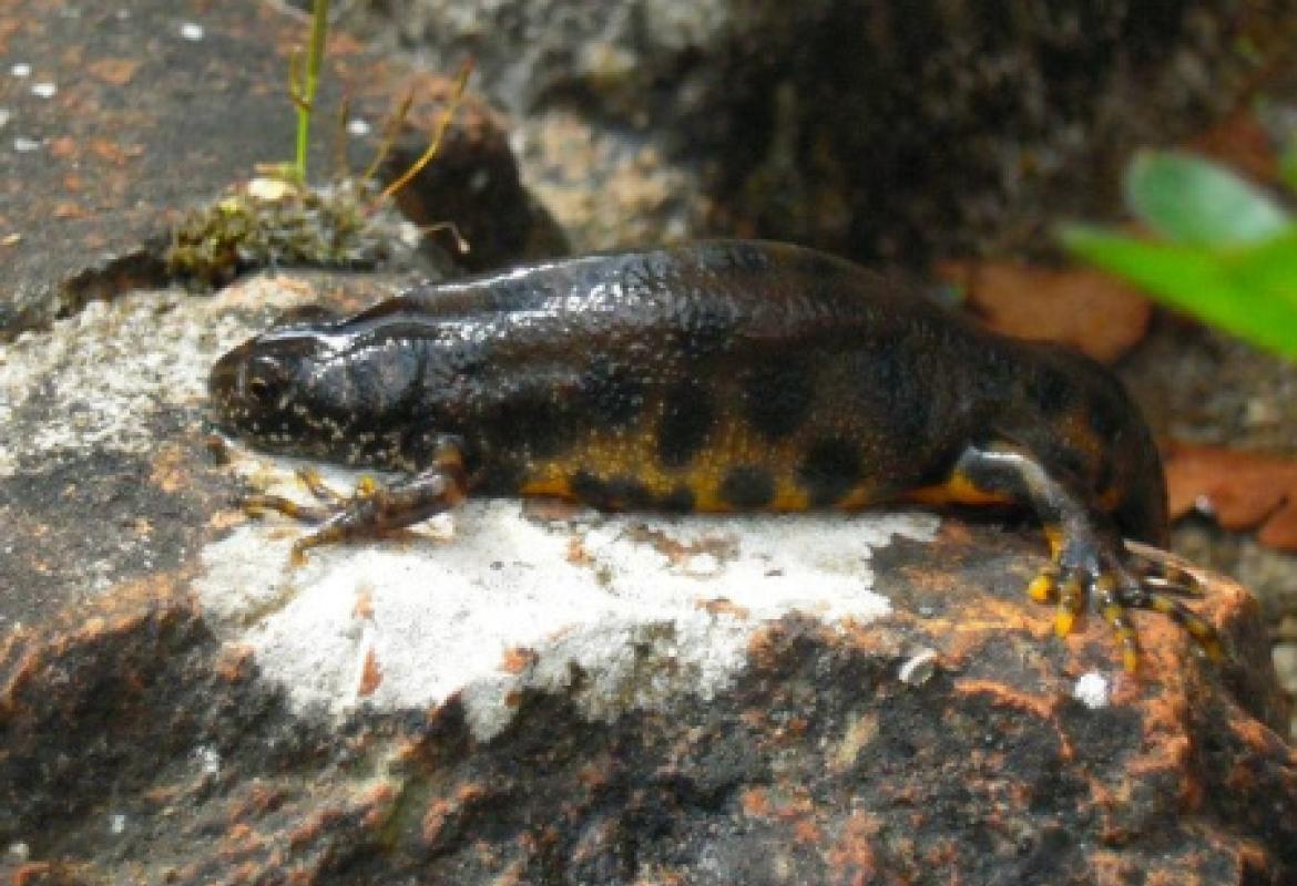 Studiare i rettili per capire l'invecchiamento degli umani