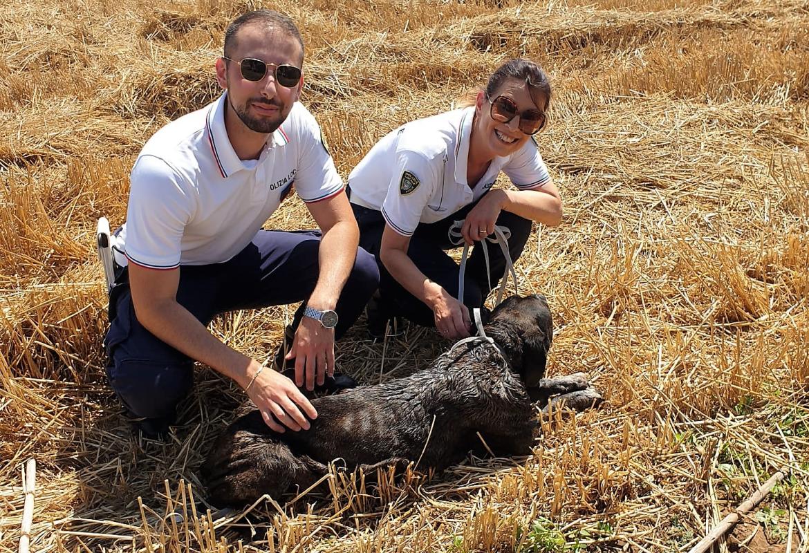 La Polizia Locale di Galatina salva dall'annegamento una femmina di cane corso
