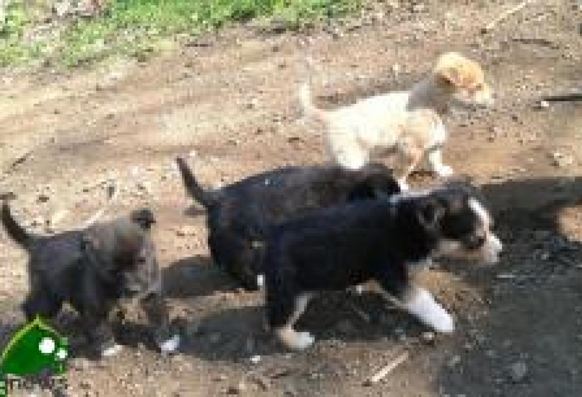 Abbandona un cane e viene scoperto, collemetese rischia l'arresto 