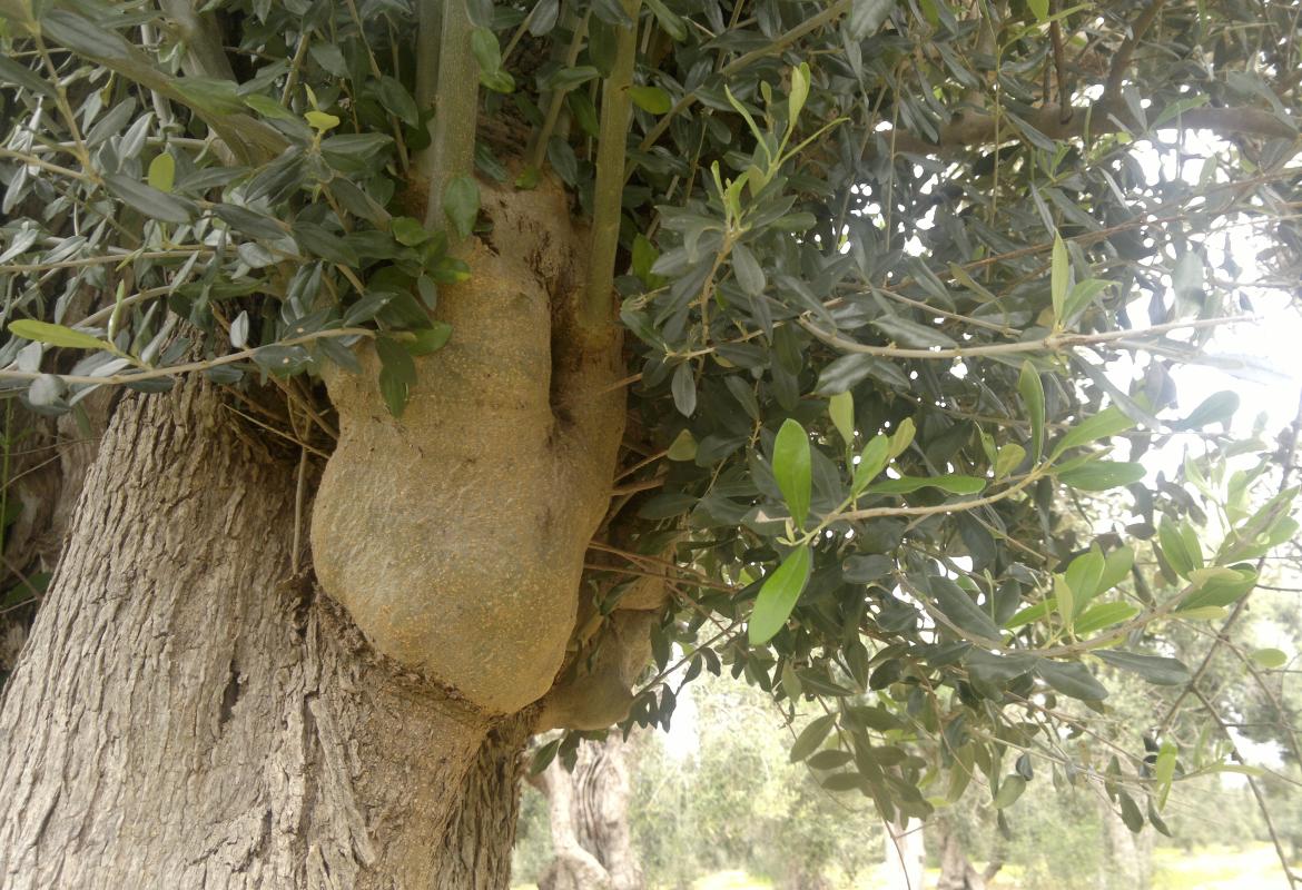 Nove progetti per “Rinascere dalla Xylella”