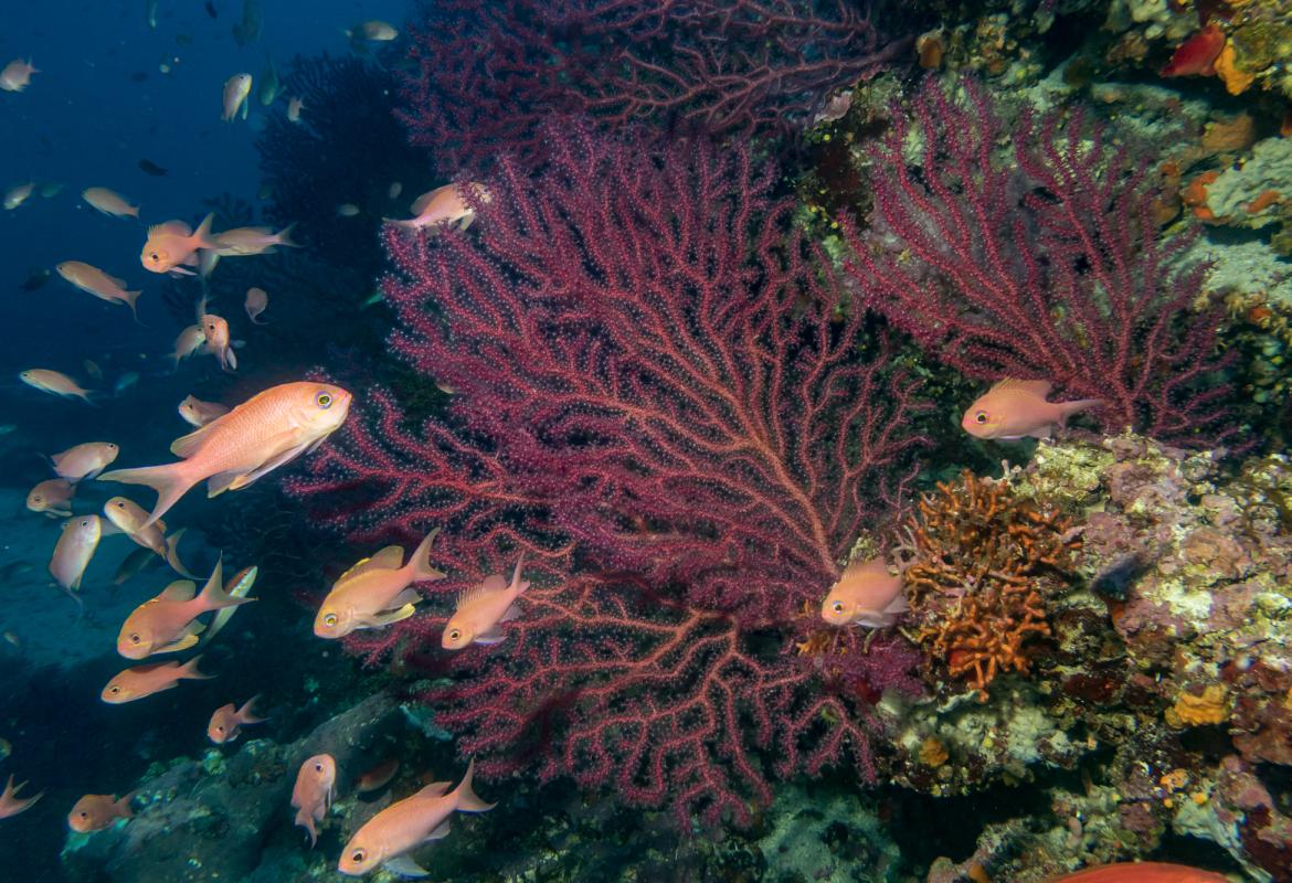 Il caldo "uccide" nel Mediterraneo