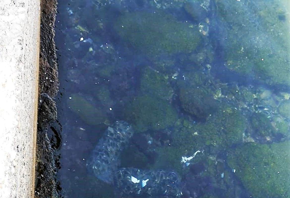 La Guardia Costiera rimuove dal fondale del porto 25 kg di cozze depositati abusivamente