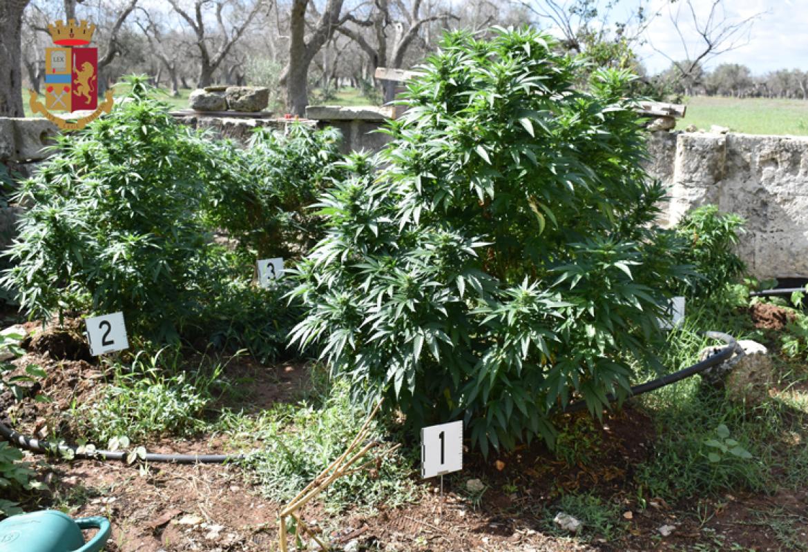 La Polizia di Galatina scopre una coltivazione di marijuana a Cutrofiano. Denunciato il proprietario del terreno