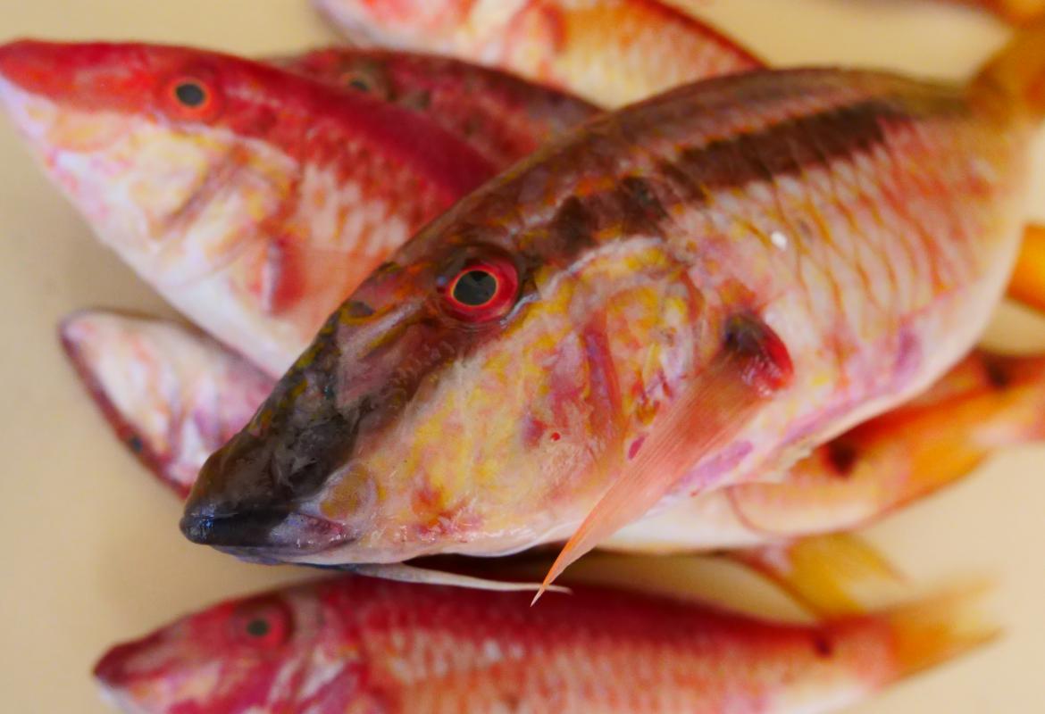 Dall'Atlantico i nuovi pesci 'alieni' del Mediterraneo?