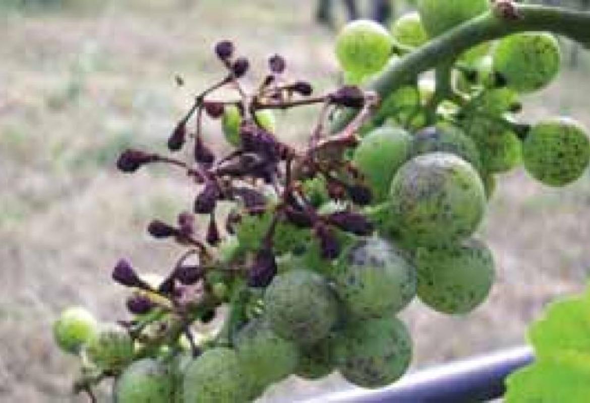 "Faremo rinascere in Sicilia il vino degli antichi romani"