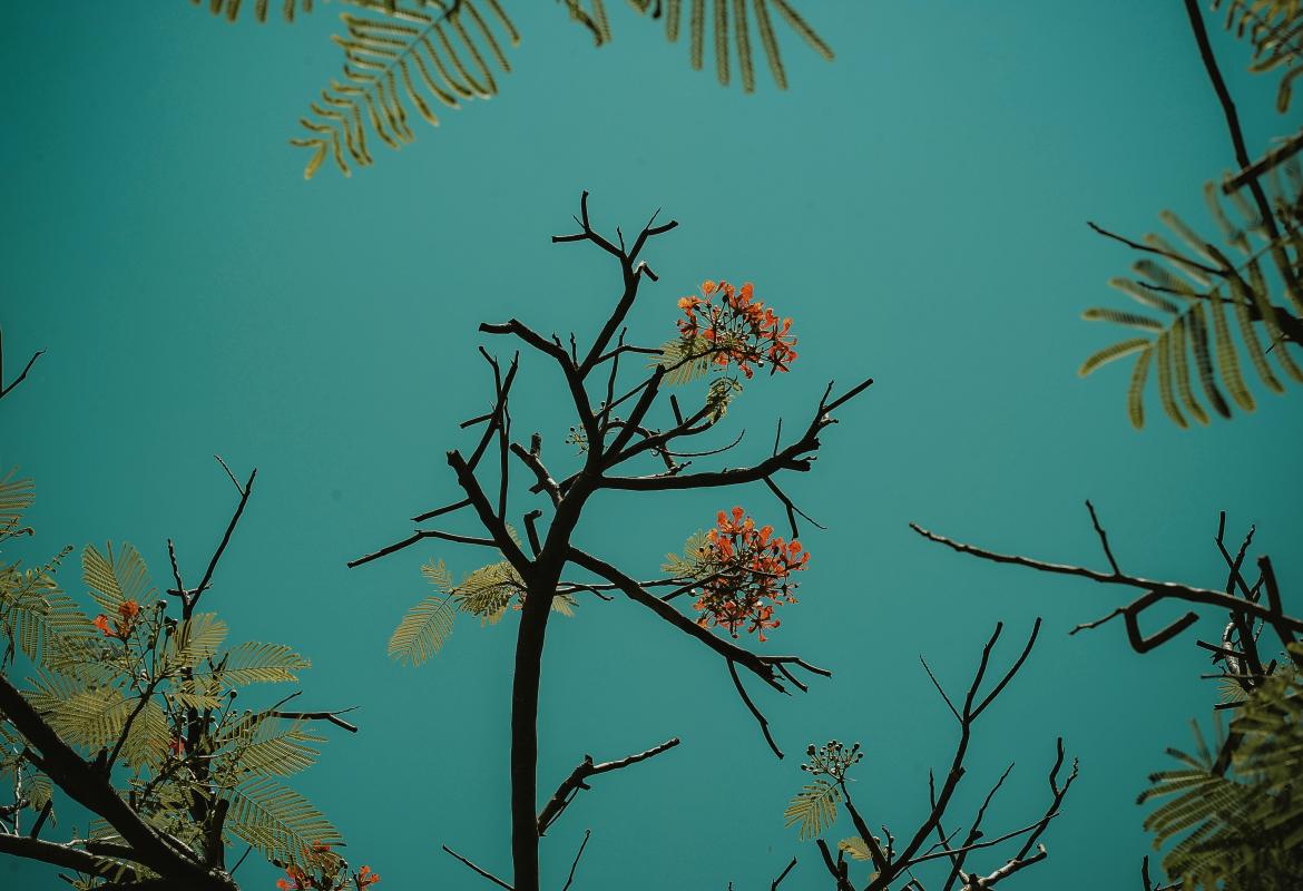 La scomparsa di Piero Di Prizio