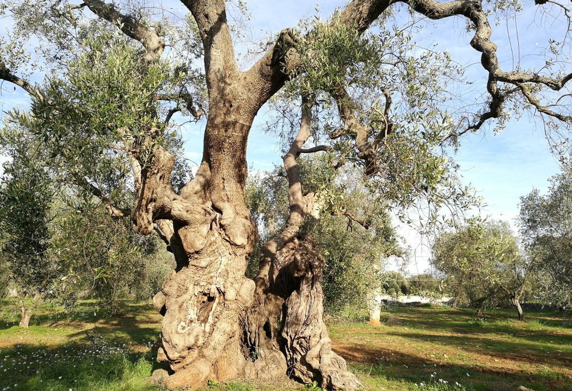 In Puglia sono quasi 350000 gli ulivi plurisecolari 