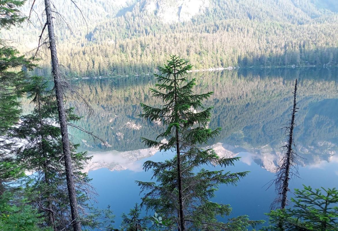 L'aria delle foreste aiuta a combattere l'ansia