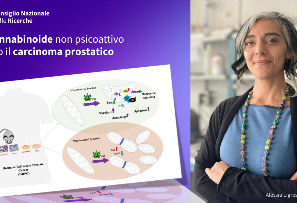 Un componente non-psicoattivo della Cannabis (CBD) per combattere il carcinoma alla prostata