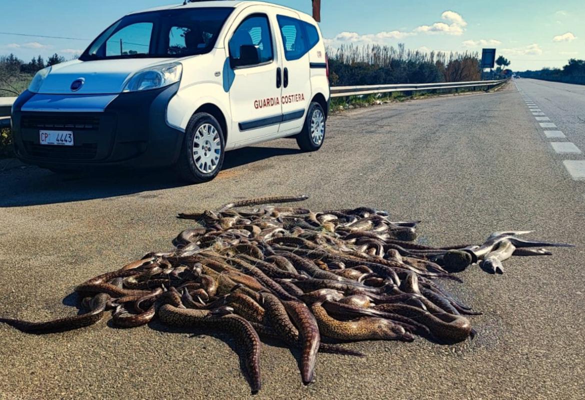 Pescano decine di murene e poi le buttano su una piazzola di sosta