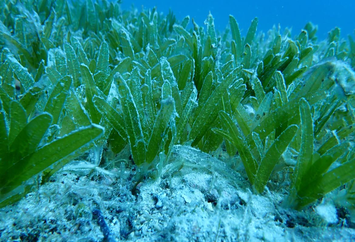 Lungo le coste del Salento un'alga aliena