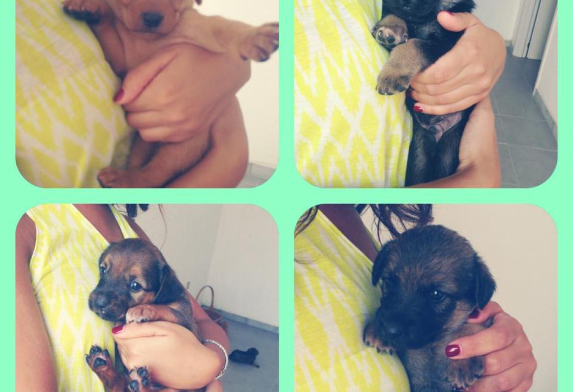 Quattro teneri cuccioli cercano casa