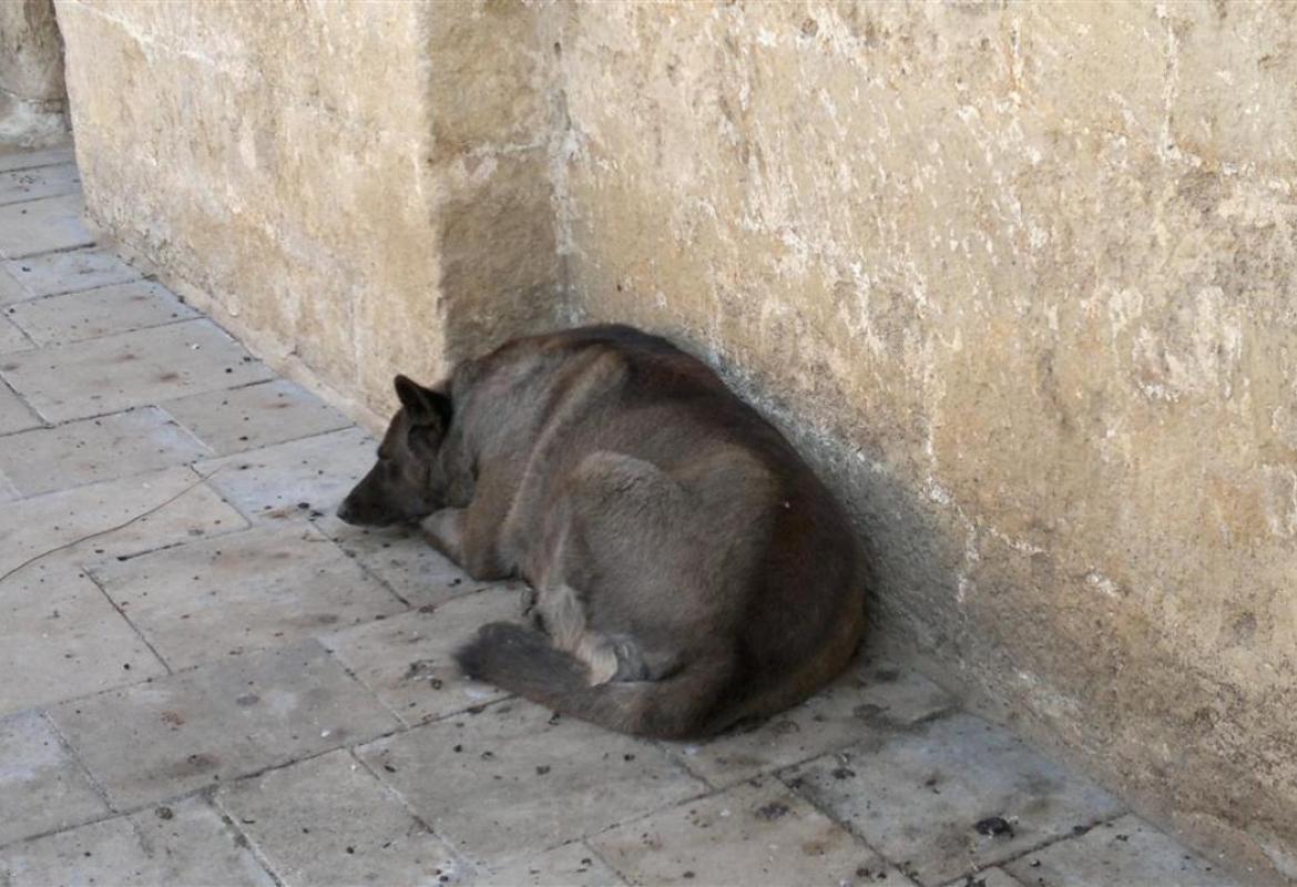 Con soli 30 euro si potrà sterilizzare il proprio cane 