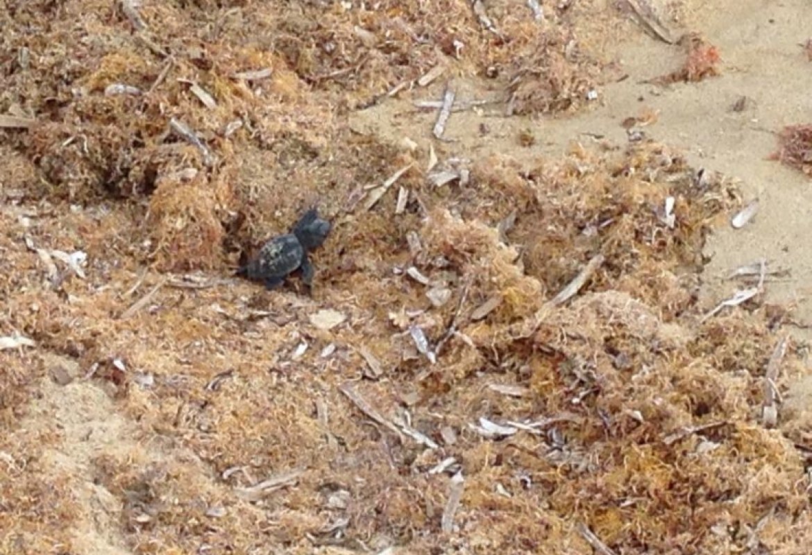 La 'carica' delle Caretta caretta