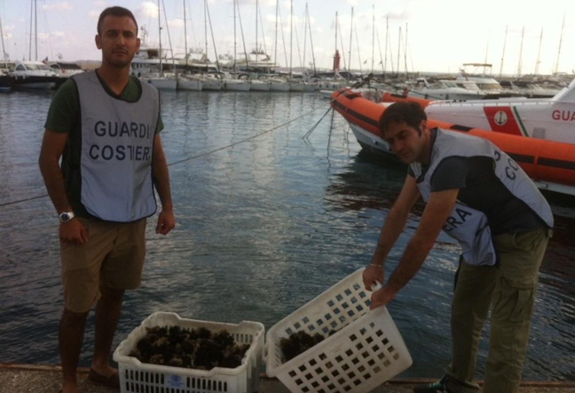 Quattromila euro di multa per aver raccolto 700 ricci di mare