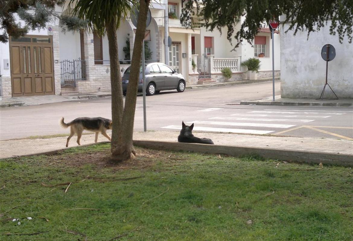 Branchi di cani randagi a Collemeto. Qualcuno se ne vuole occupare prima che diventino pericolosi?