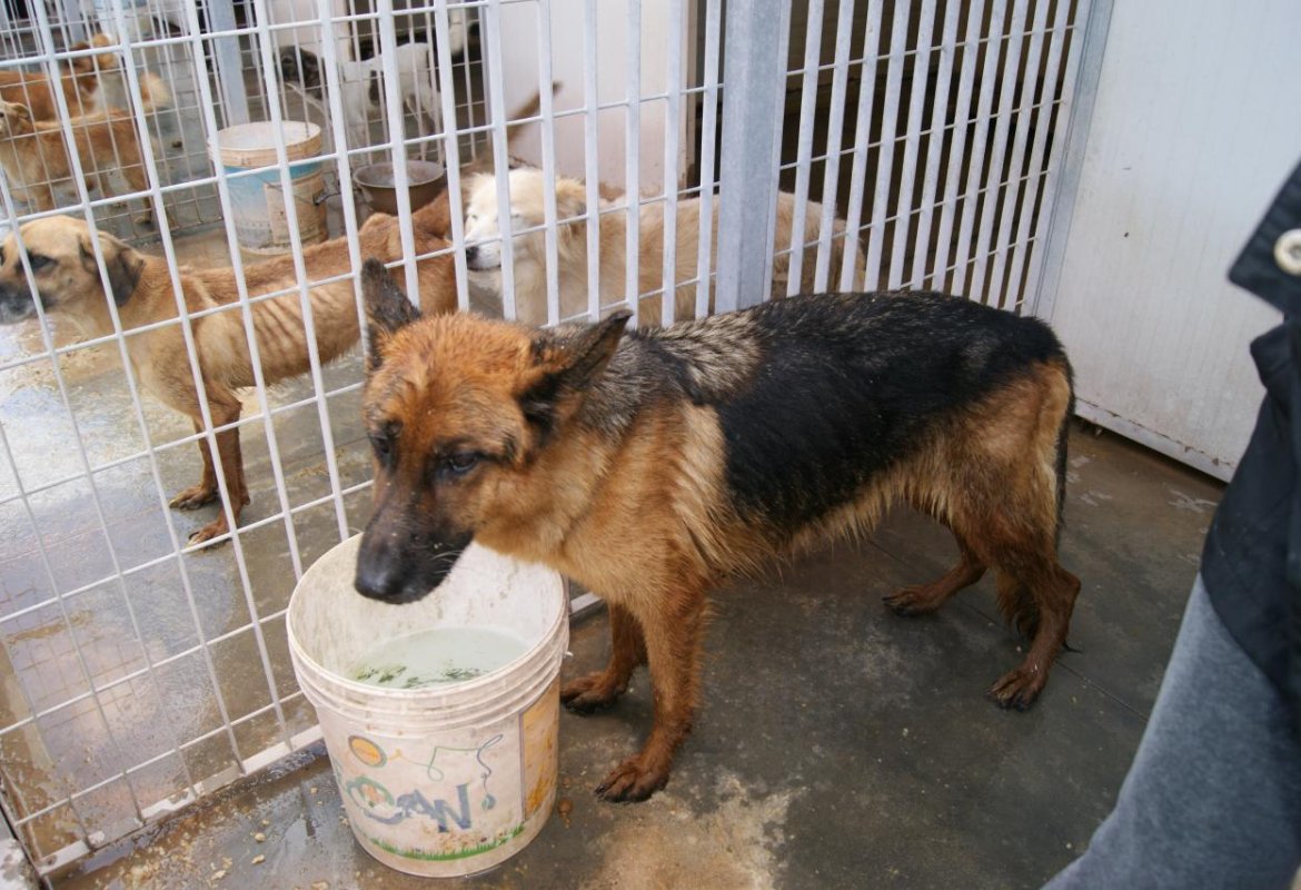 Sequestrato canile 'lagher' a Neviano, denunciato il proprietario