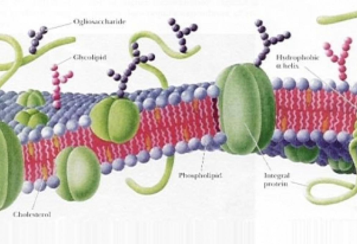 Scoperto il 'motore' delle cellule staminali