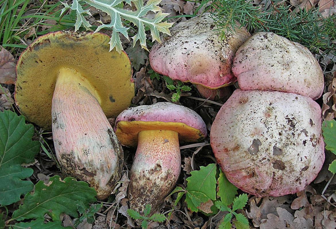 "Non consumare funghi crudi di nessuna specie!"