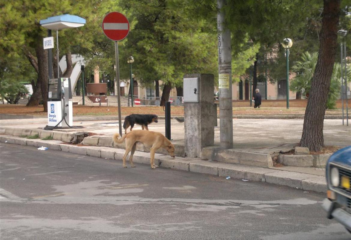 Deiezioni dei cani in città, un'ordinanza mai applicata