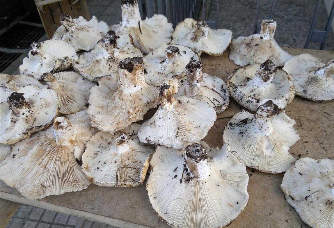 I funghi in vendita sulle strade di Galatina sono 'sicuri' 