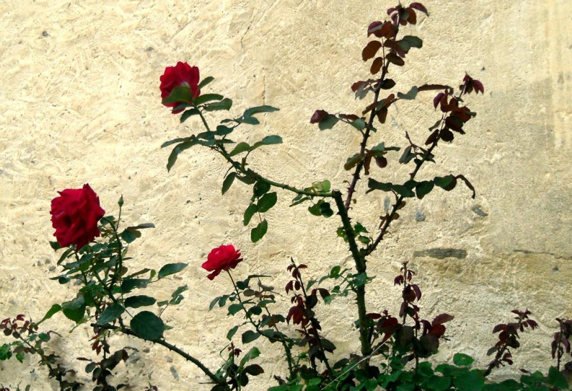 Un profumo di rose