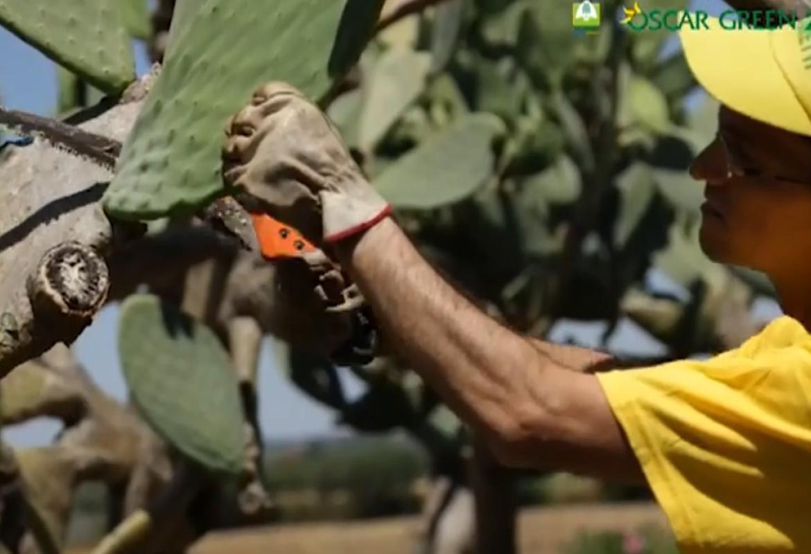 Il 'Sikalindi' vero 'legno' di fico d'India all'Oscargreen