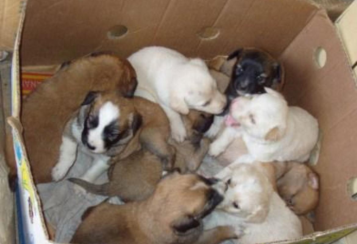 "Con soli 30 euro sterilizzate il vostro cane! Un appello del vicesindaco di Galatina