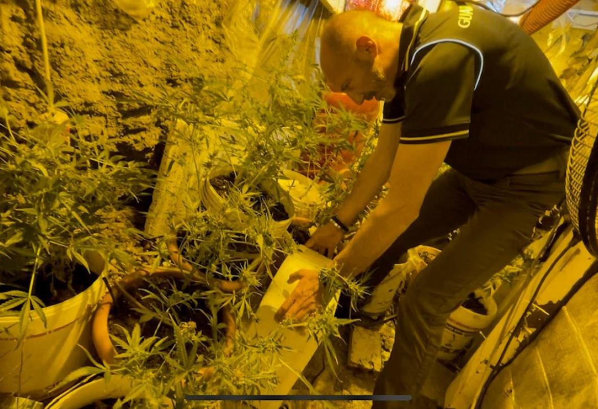 Coltivazione marijuana