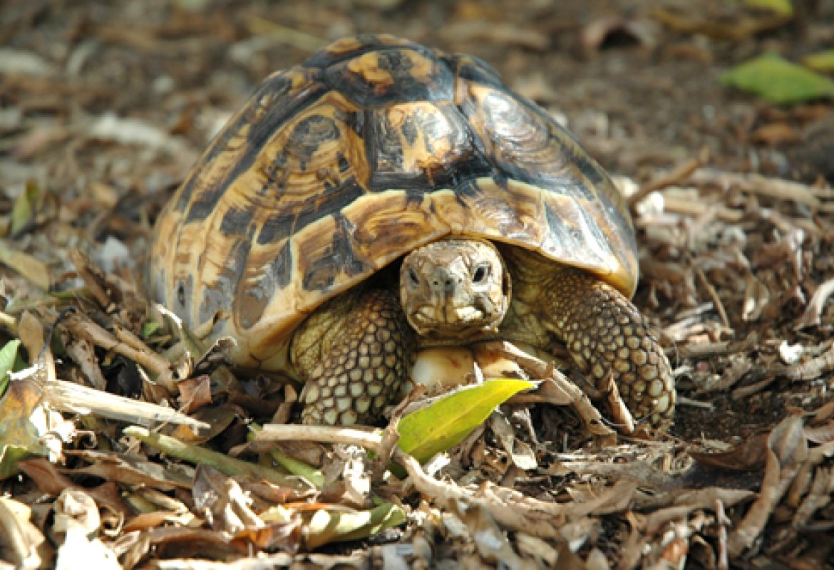 A Calimera il presepe vivente degli animali selvatici