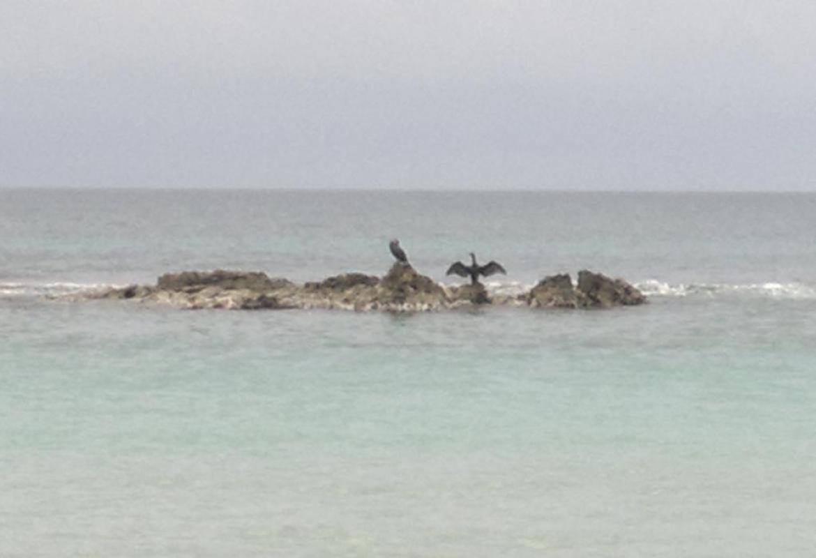 L'importante è sognare, anche nel 2014