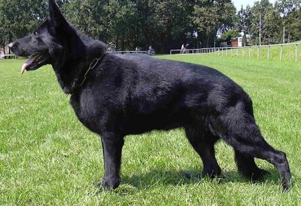 Il cane-lupo nero ha ritrovato il suo padrone