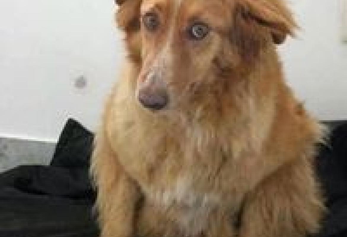 Dolly piange Rosa uccisa da un pirata della strada ai 'Piani'
