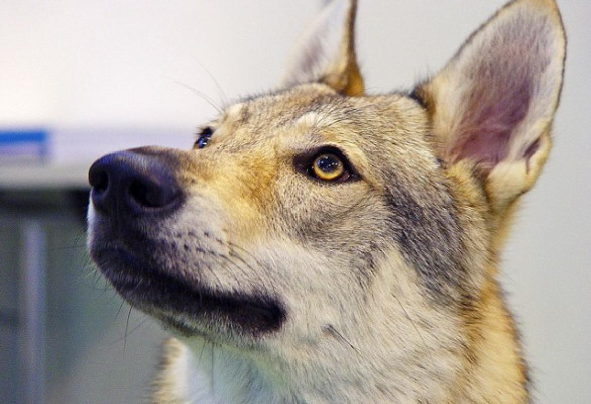 Sterilizzazione dei cani padronali, riaperti i termini