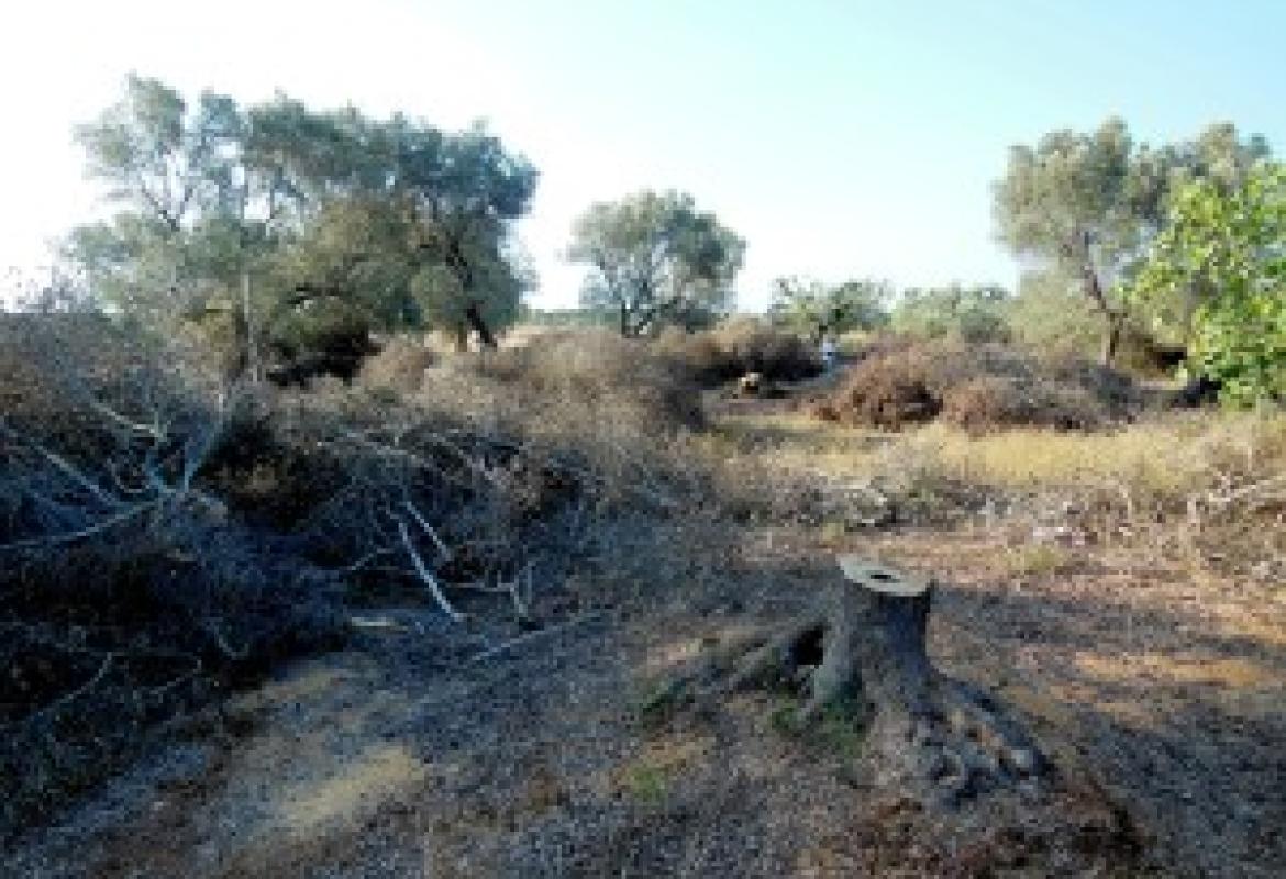 Si fingevano giardinieri e tagliavano ulivi secolari, arrestati