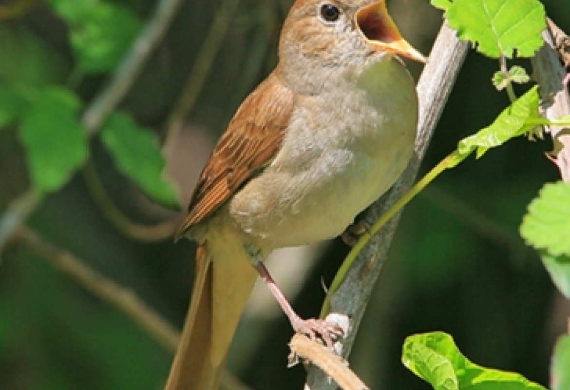 L'uccello in gabbia o canta per amore o canta per rabbia