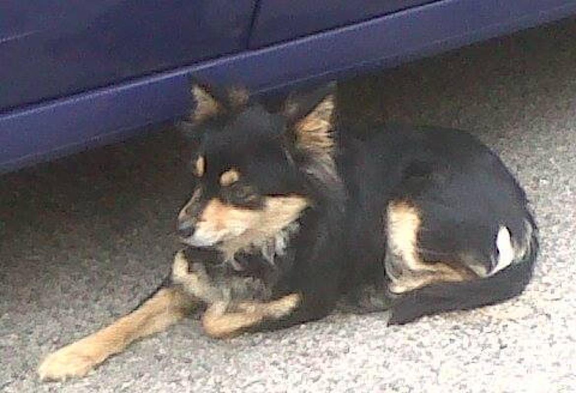 Adottata a tempo di record grazie a facebook