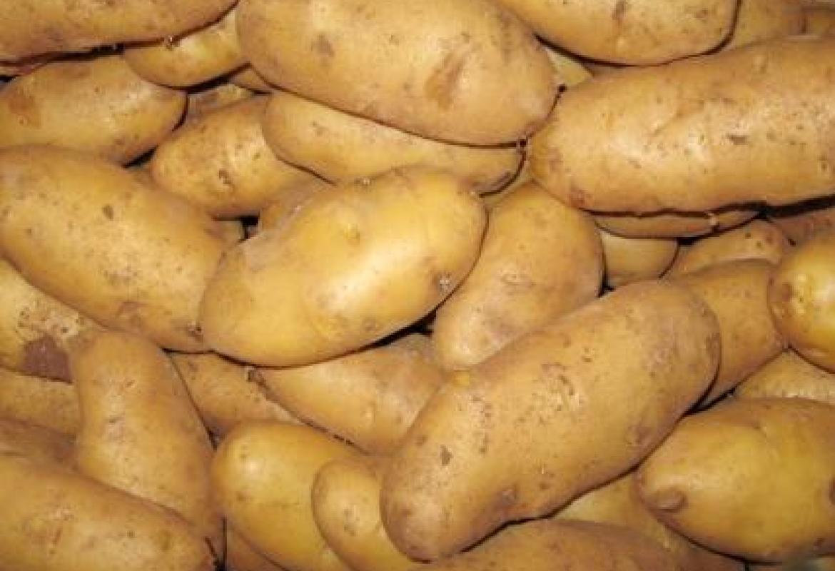 La patata di Galatina verso la DOP europea. Pubblicato il decreto sulla Gazzetta Ufficiale