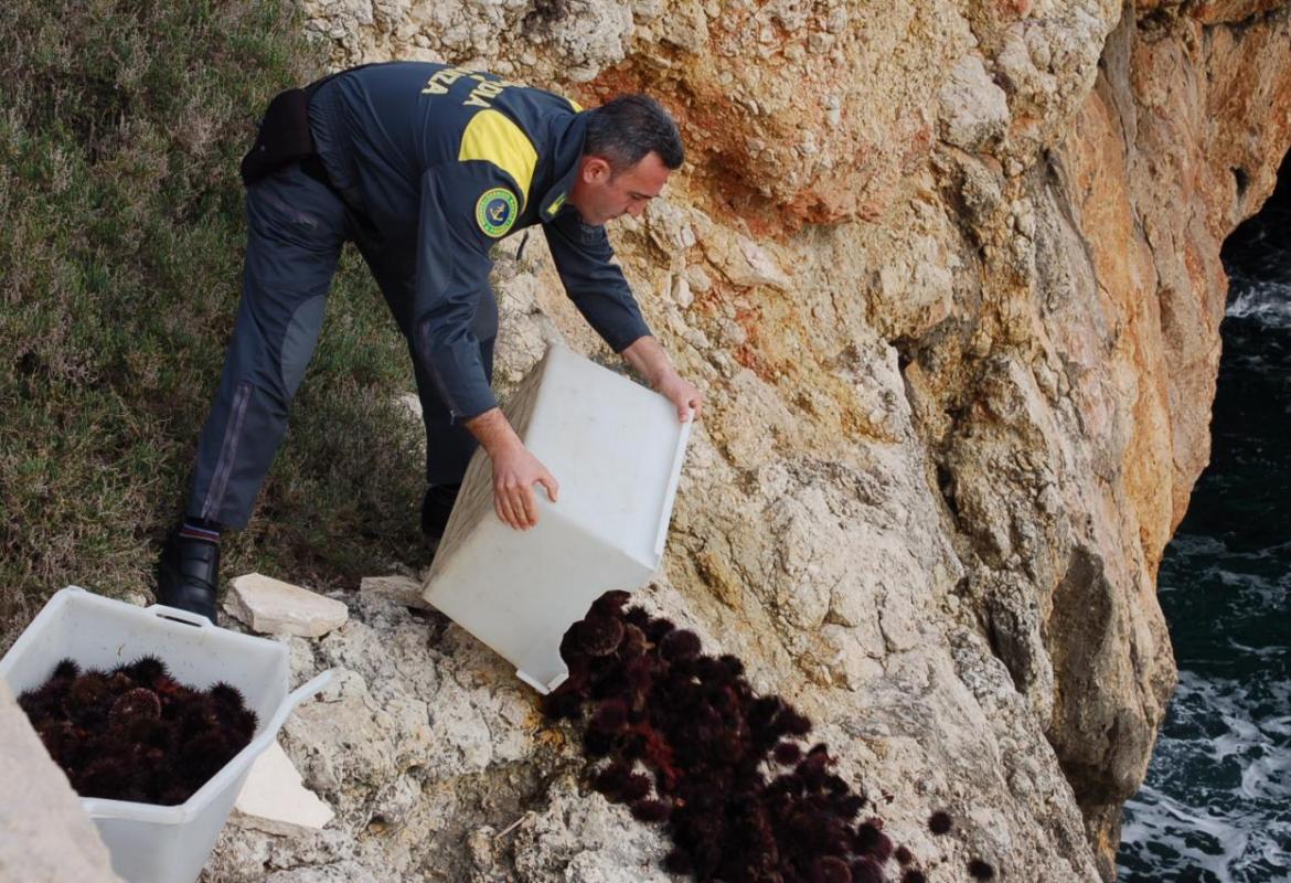 Rischia 12000 euro di multa per aver raccolto 700 ricci di mare